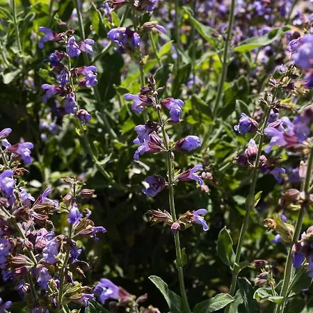 Falkoni Ii * Dubrovnik