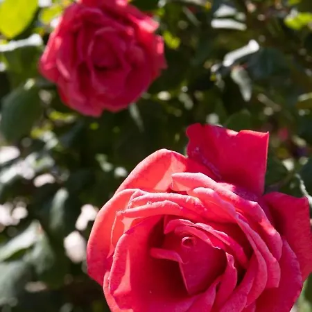 Falkoni Ii * Dubrovnik