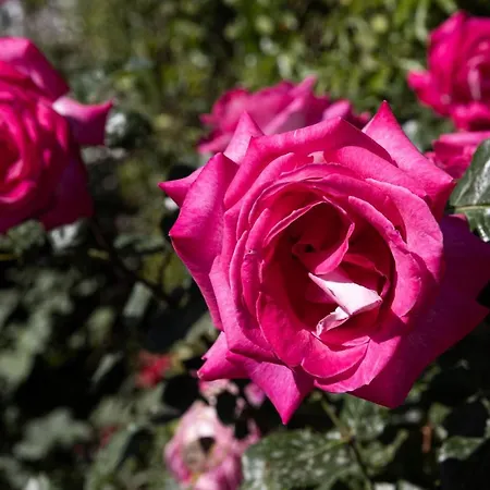 Falkoni Ii * 두브로브니크