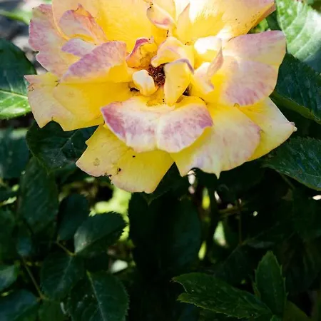 Falkoni Ii 아파트 *