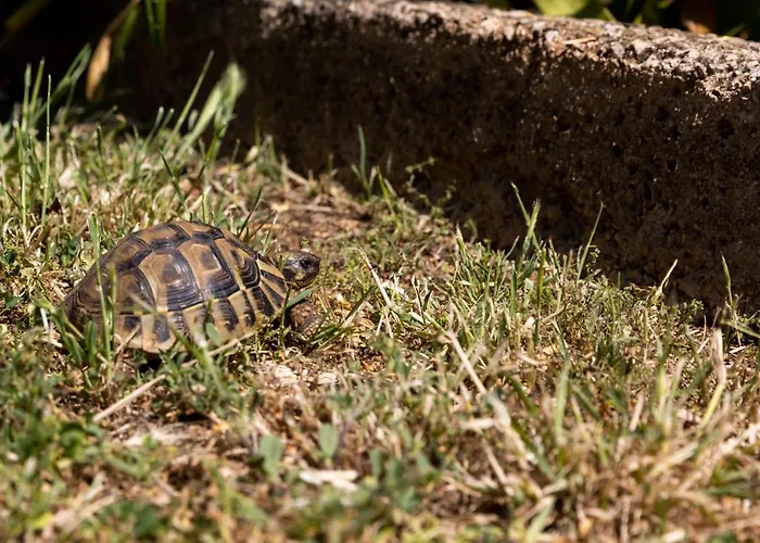 Falkoni Ii Apartament Dubrownik