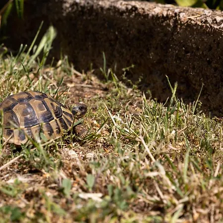 Falkoni Ii Appartamento Ragusa